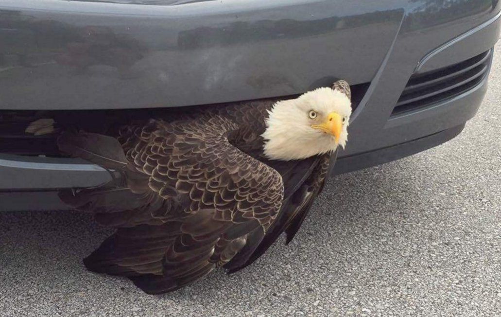 oh my god twitter doesn’t include alt text from images in their API